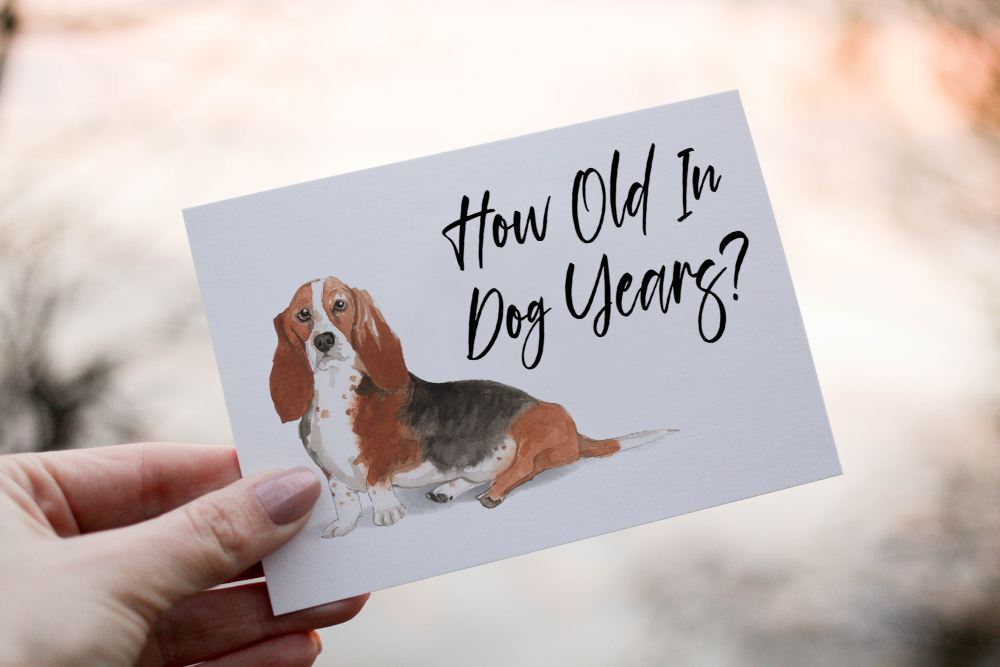 Basset Hound Dog Birthday Card, Dog Birthday Card